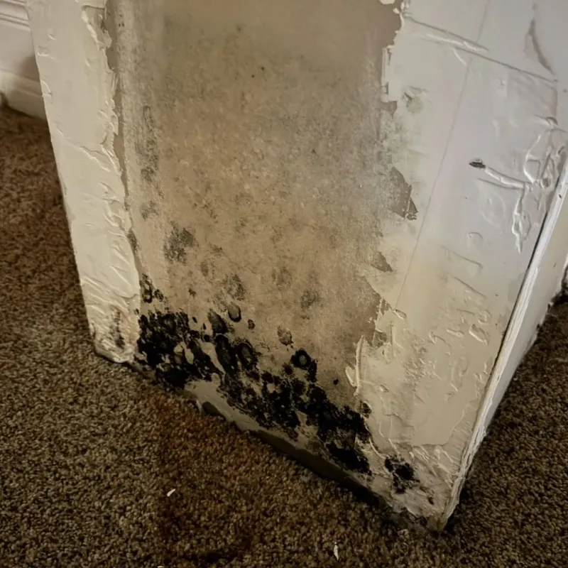 Professional Mold Removal in Victoria, TX